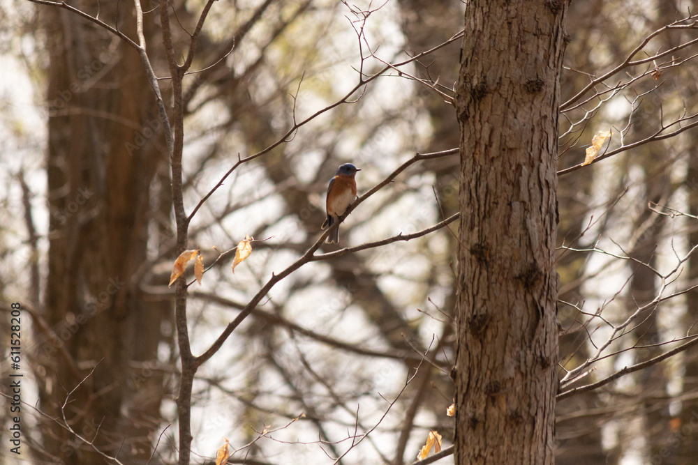 This cute little bluebird sat perched in this tree branch when I took the picture. His beautiful rusty orange belly with white patch stands out from his cute little blue head. This cute little bluebird sat perched in this tree branch when I took the picture. His beautiful rusty orange belly with white patch stands out from his cute little blue head.