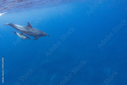優雅に泳ぐイルカの親子 © MRA
