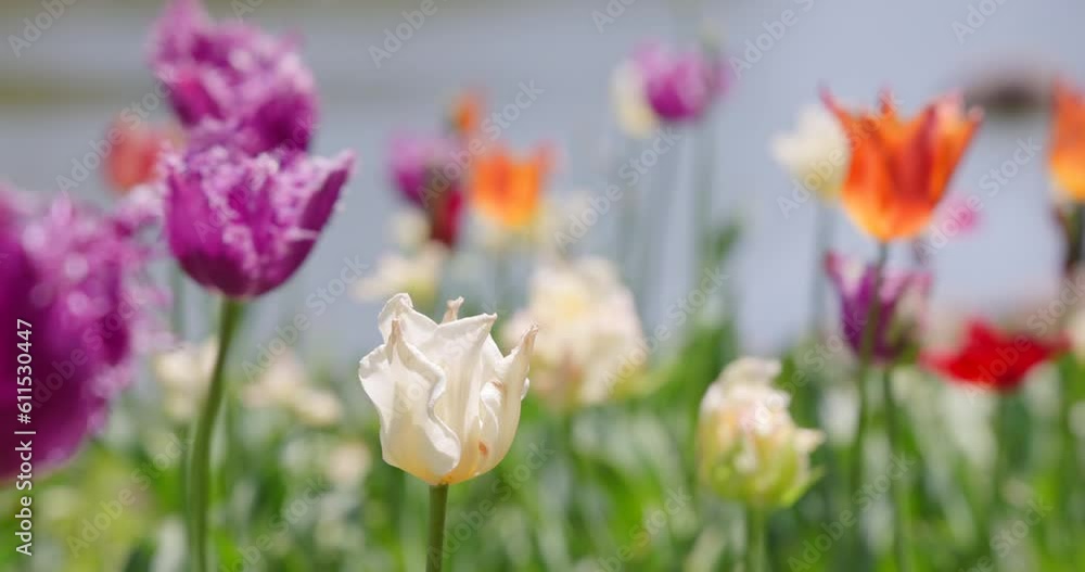 綺麗で満開のチューリップの花 綺麗で満開のチューリップの花