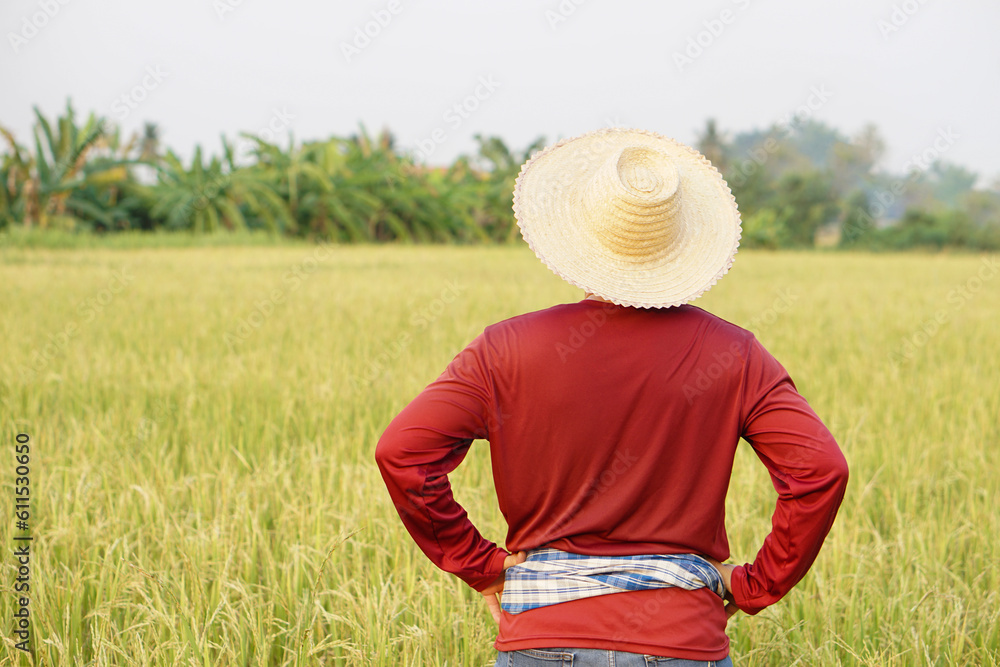 Back view of Asian man farmer stands at paddy field, wears hat, red shirt, put hands on waist. Concept , Agriculture occupation. Thai Farmer . Back view of Asian man farmer stands at paddy field, wears hat, red shirt, put hands on waist. Concept , Agriculture occupation. Thai Farmer .