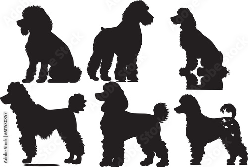 Poodle animal images