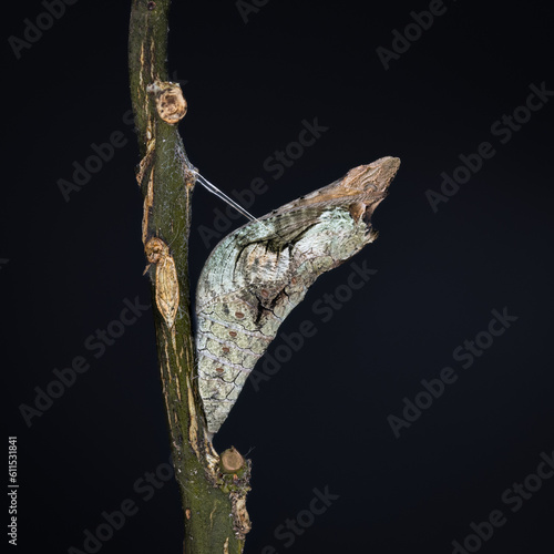 A Giant Swallowtail Chrysalis on branch