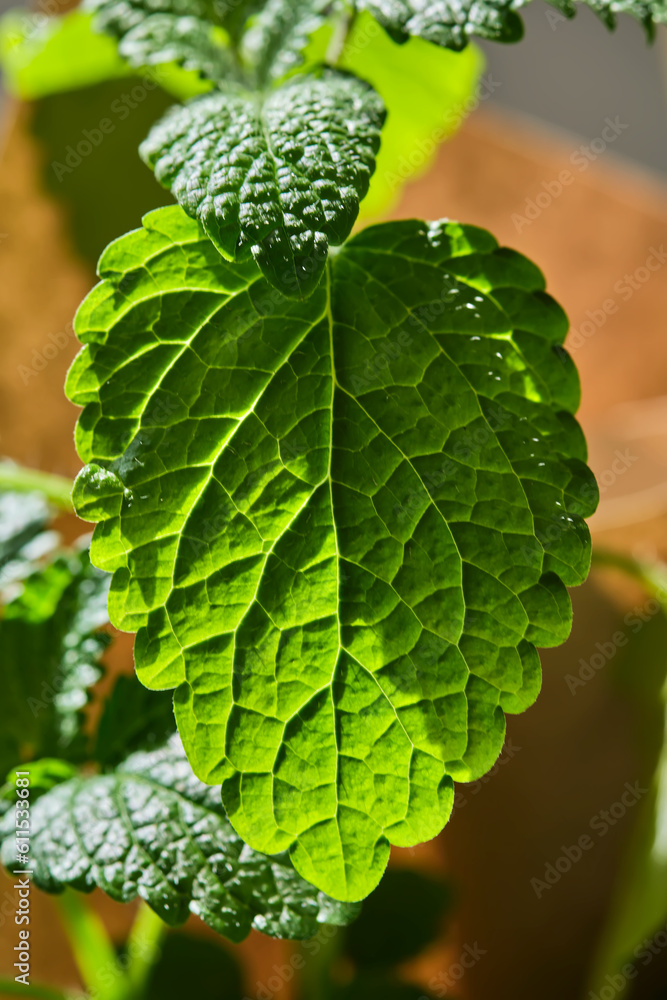 Close-up of a Mentha L. on the bush. Close-up of a Mentha L. on the bush.