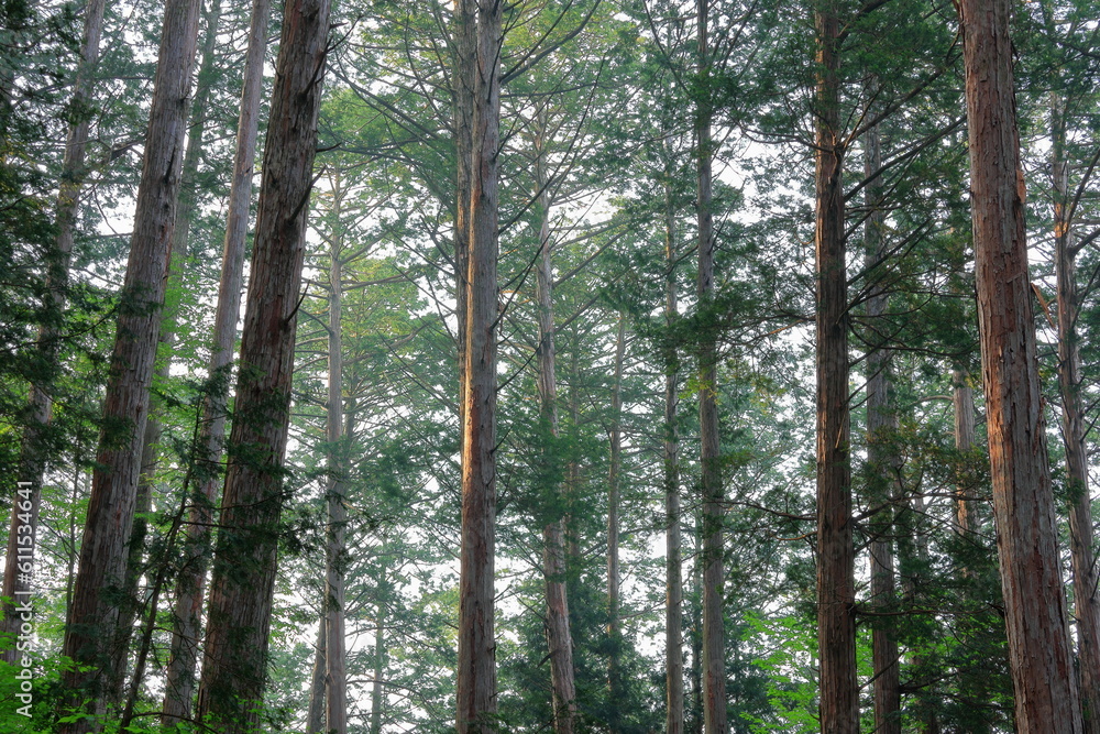 Fototapeta premium cypress trees in the forest