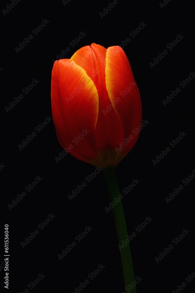 Closeup of an orange and yellow single tulip flower on simple black background Closeup of an orange and yellow single tulip flower on simple black background