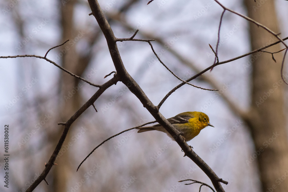 This cute little pine warbler bird was sitting here perched in this tree branch when I took this picture. The pretty yellow feathers stands out in the woods. I love the almost tweety bird look. This cute little pine warbler bird was sitting here perched in this tree branch when I took this picture. The pretty yellow feathers stands out in the woods. I love the almost tweety bird look.