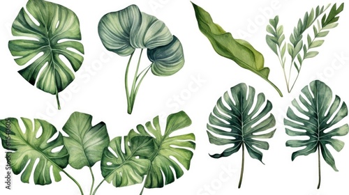 Exotic plant, palm leaf, monstera on isolated white background, watercolor illustration.Generated with AI