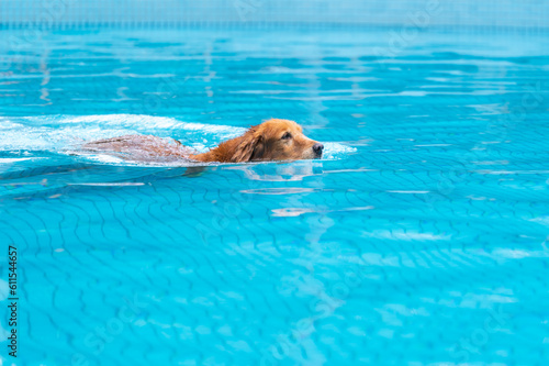 The Golden retriever swimming in the pool