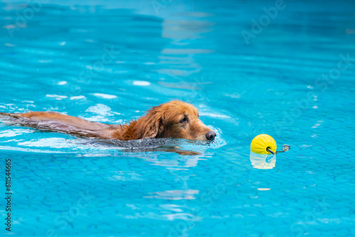 The Golden retriever swimming in the pool