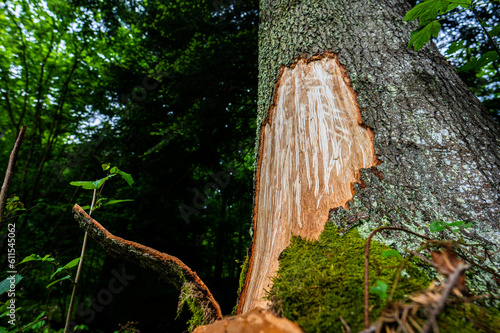 Fototapeta Naklejka Na Ścianę i Meble -  Fir bark stripped by a bear. Bieszczady Mountains, Carpathians, Poland.