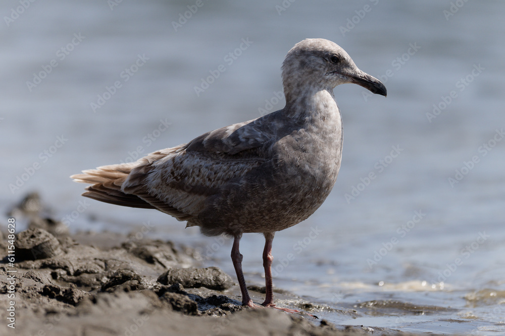 Seagull standing at the water's edge on a beach in Westport, Washington. Seagull standing at the water's edge on a beach in Westport, Washington.