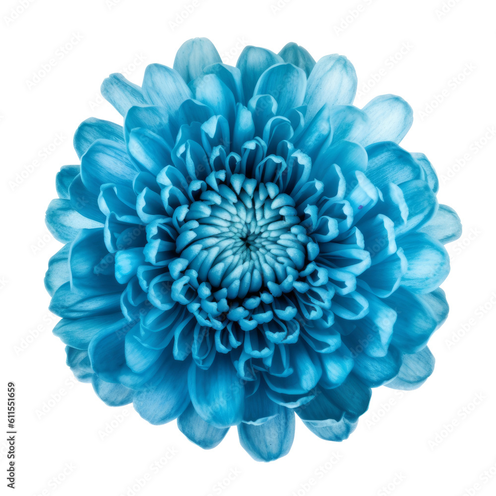 blue chrysanthemum flower isolated on transparent background cutout