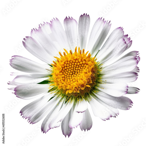 pink daisy flower isolated on transparent background cutout