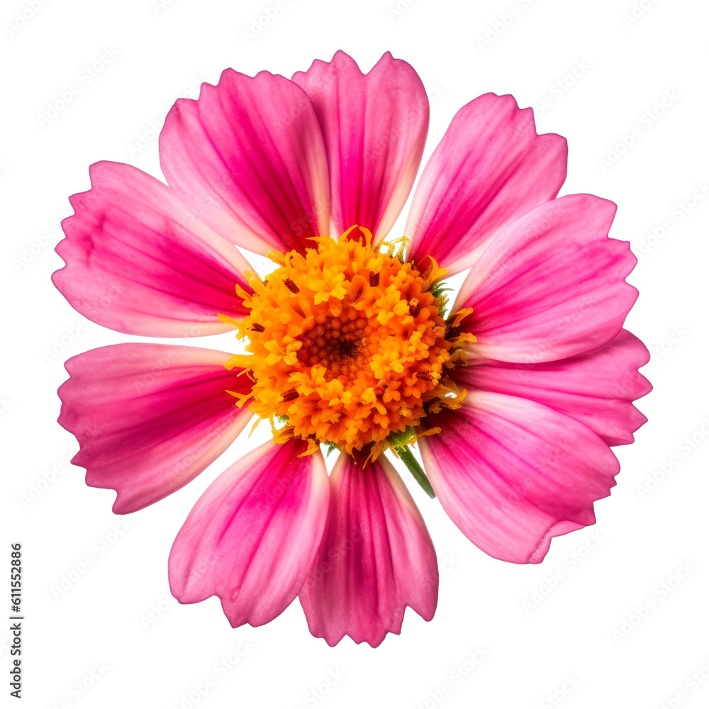 pink gerber daisy isolated on transparent background cutout