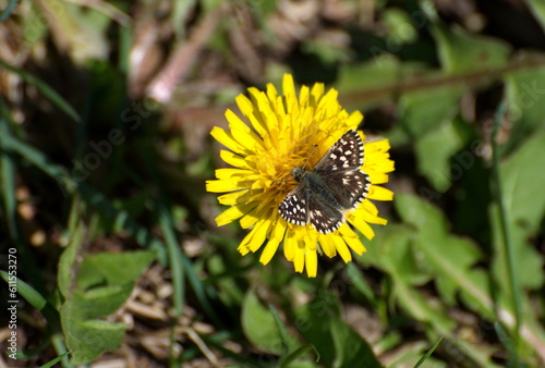 Grizzled Skipper Butterfly (Pyrgus malvae) on a dandelion flower on a May morning. Moscow region