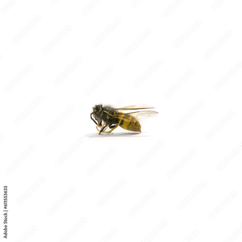 Bee Close-Up on White background Bee Close-Up on White background