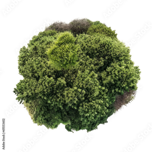 tree top view isolated on transparent background cutout