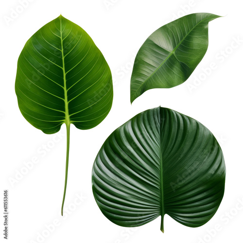 green leaf isolated on transparent background cutout