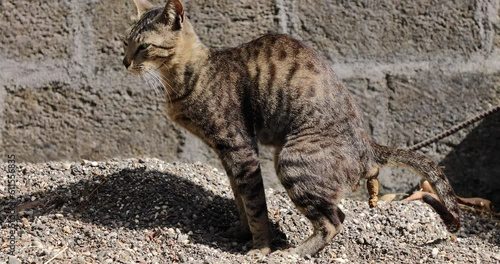 Cat, animal behaviour. photo