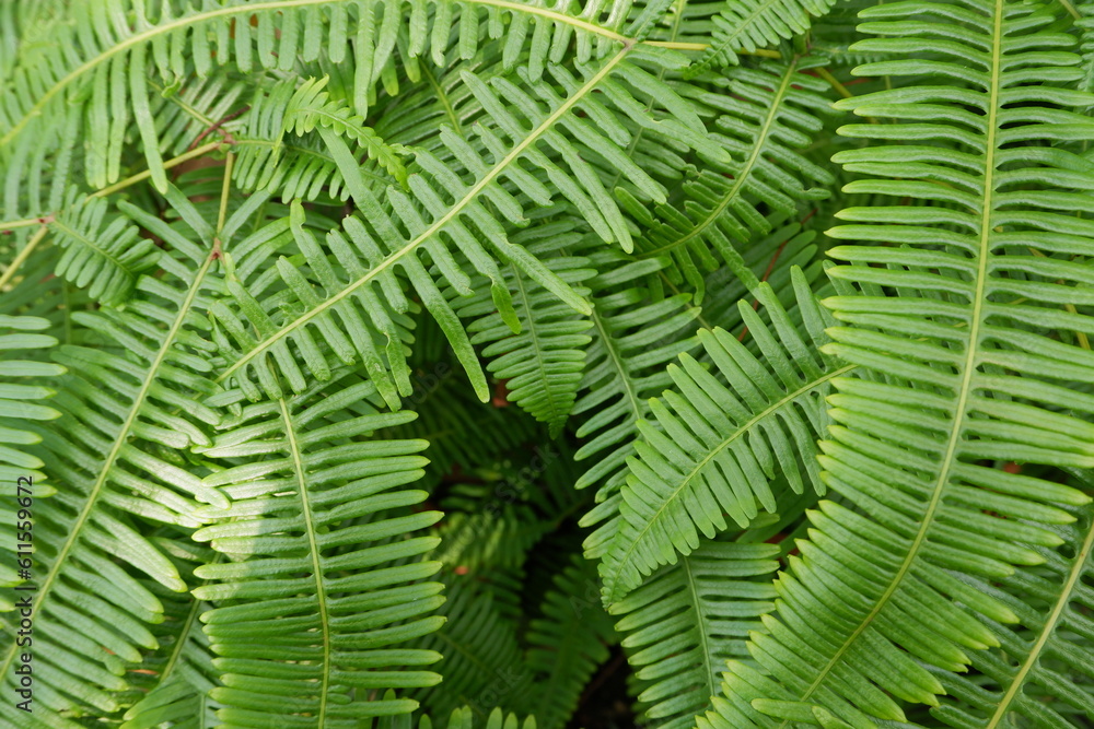 selective focus to green fern leaves. soft focus