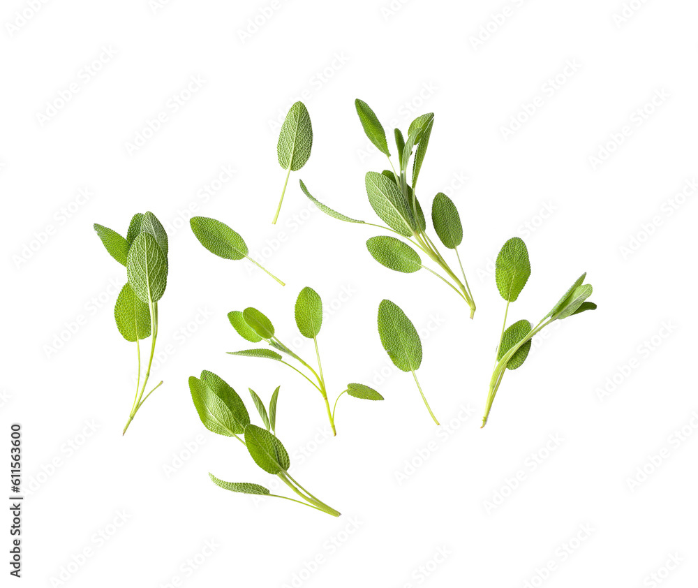 Sage leaves isolated on transparent png Sage leaves isolated on transparent png