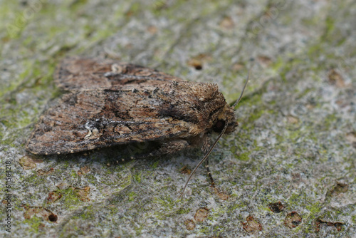 Closeup on a bordered apamea or Rustic Shoulder-knot owlet moth, Apamea sordens sitting on wood photo