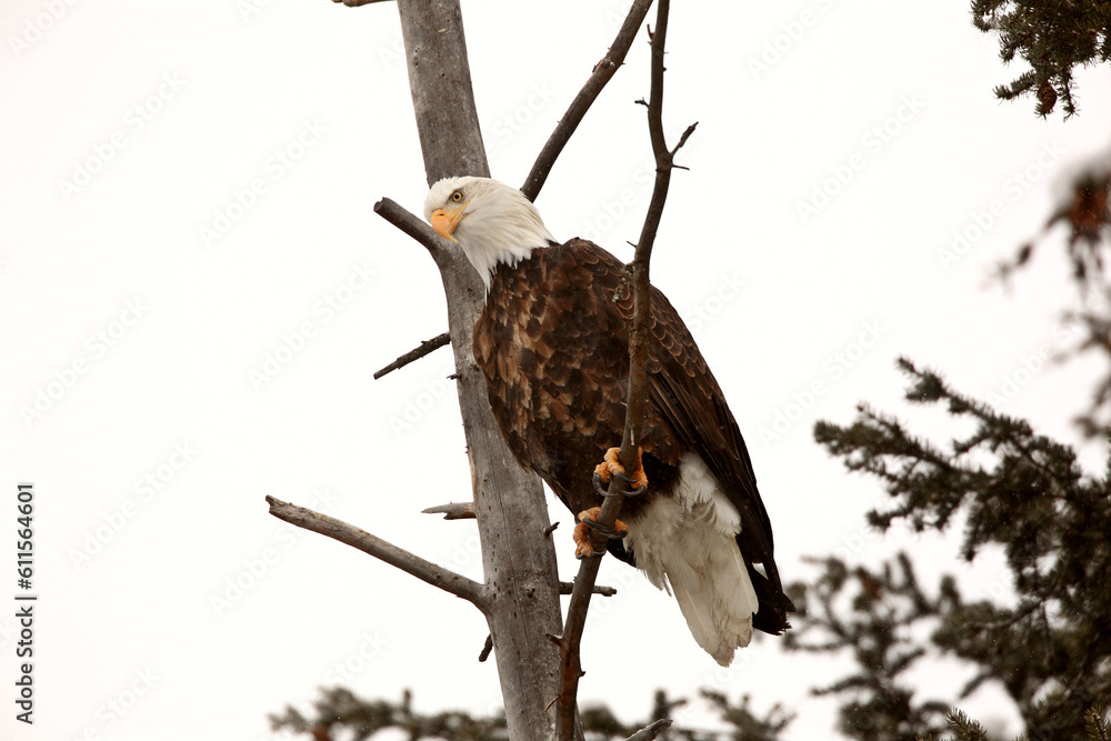 Bald Eagle perched in tree Bald Eagle perched in tree