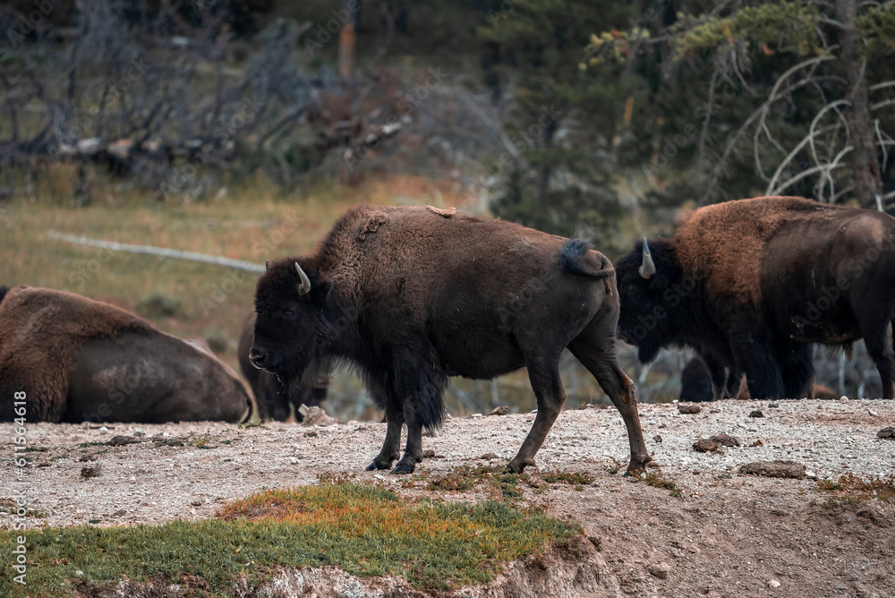 Bisons standing on geothermal landscape in valley at Yellowstone National park Bisons standing on geothermal landscape in valley at Yellowstone National park