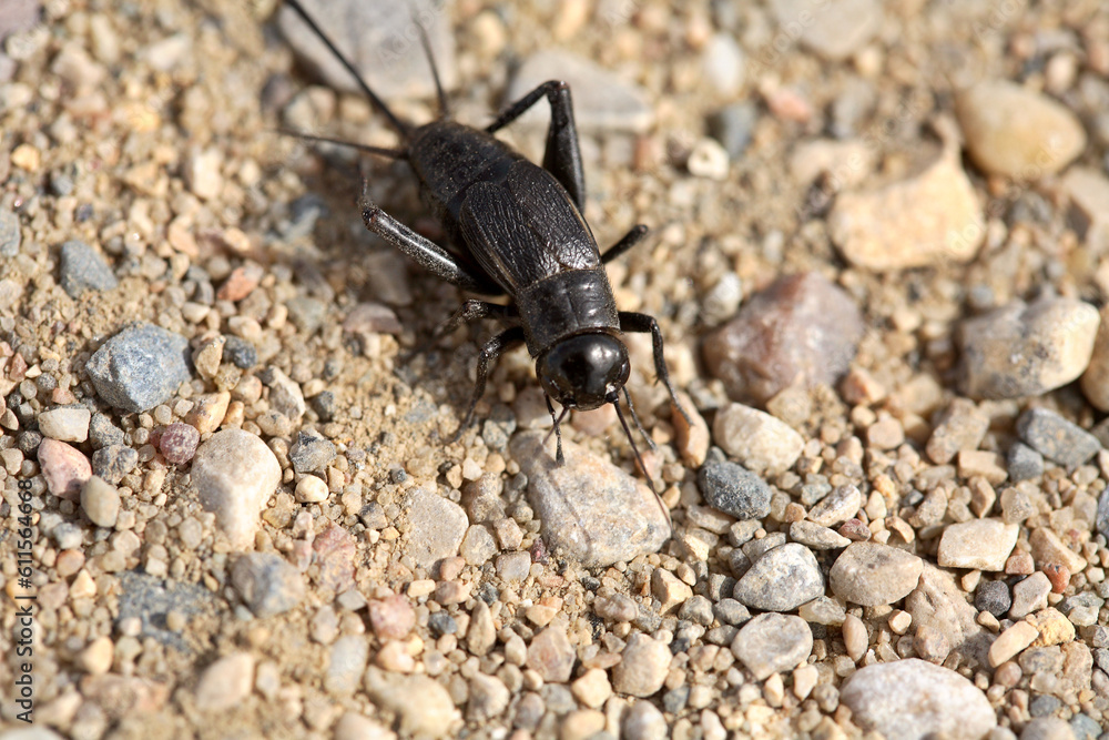 Close up of a cricket on a Saskatchewan country road Close up of a cricket on a Saskatchewan country road
