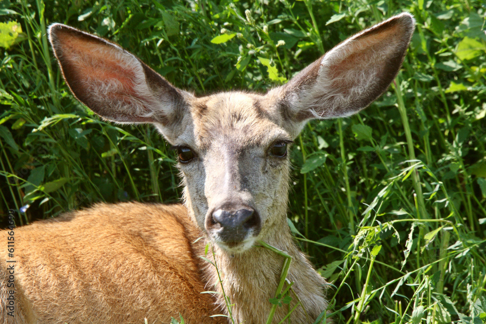 Close up of Mule Deer doe Close up of Mule Deer doe