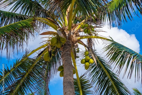 Bunch of fresh ripe coconuts growing on palm tree against blue cloudy sky