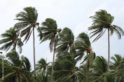 Strong winds impact on the coconut palm trees signaling a tornado  typhoon or hurricane.