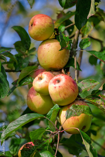Plants, agriculture and farm with apples on tree for sustainability, orchard and growth. Nature, environment and nutrition of fruits on branch for harvesting, farming or horticulture in summer garden