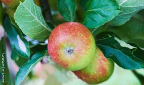 Nature, agriculture and nutrition with apple on tree for sustainability, health and growth. Plants, environment and farm with ripe fruits on branch for harvesting, farming and horticulture