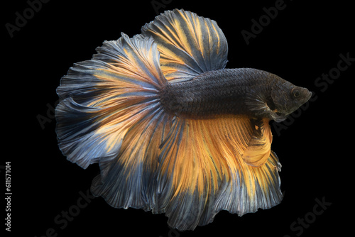 Blue betta fish with its mesmerizing hue and golden tail creates a captivating and enchanting display of colors in any aquatic environment, Siamese bitten fish, Dragon fighting fish.