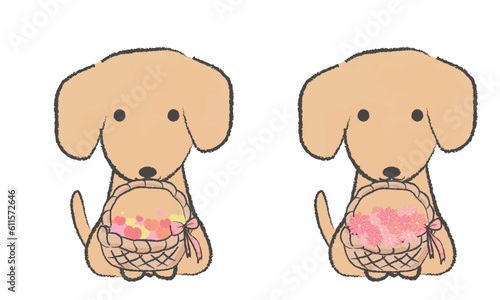 手書き風のシンプルなかわいいダックスのイラスト　ハートのかご　花が入ったかごをくわえる