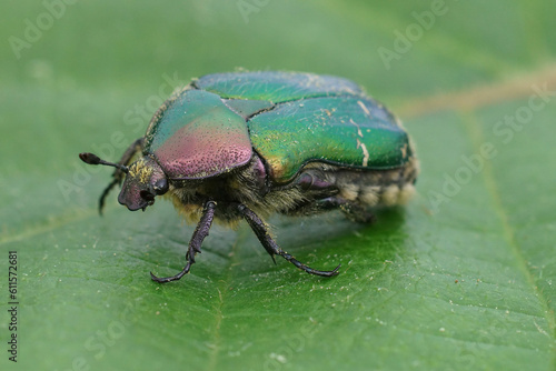 Closeup on a colorful green metallic rose chafer beetle, Cetonia aurata on a green leaf