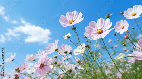 Pink cosmos flower blossom in garden with blue sky background. Generative AI.
