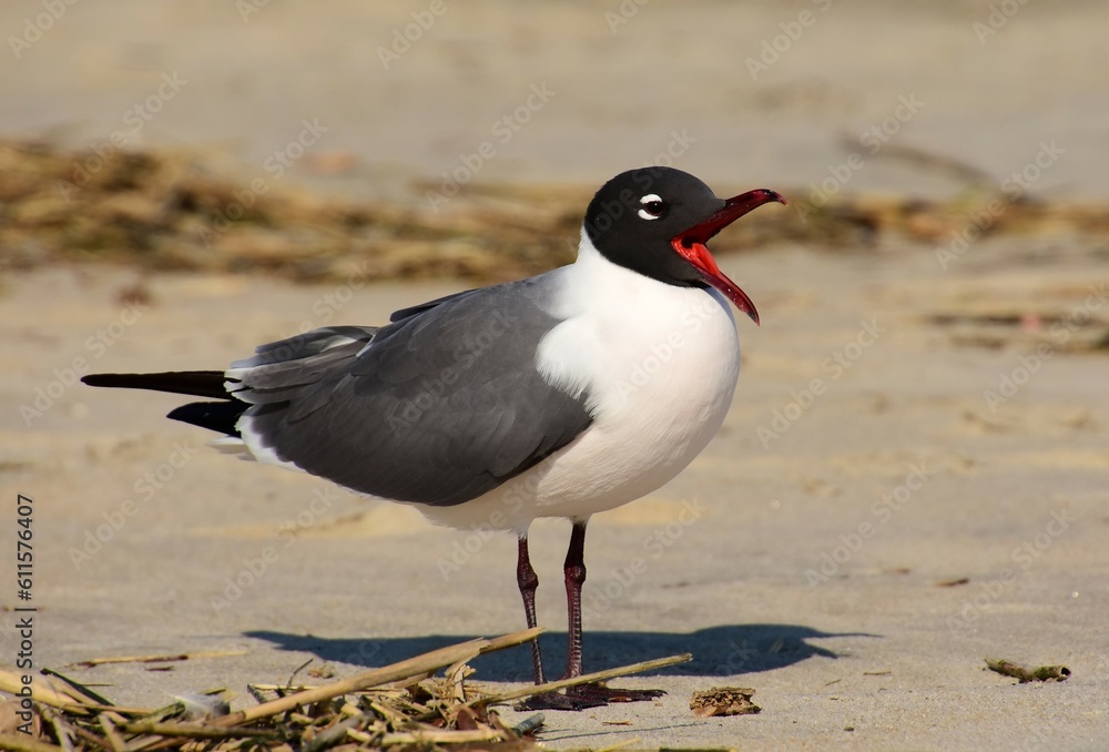 a laughing gull with his beak open on the sand on a sunny spring day in rehoboth beach, delaware a laughing gull with his beak open on the sand on a sunny spring day in rehoboth beach, delaware