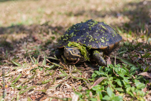 The small black turtle is walking in the grass field. The green grass stick on its body.