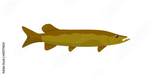 Pike, freshwater fish predator, underwater animal of Northern rivers and lakes, aquarium