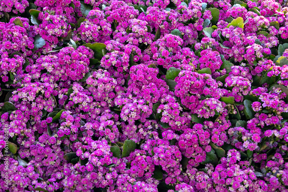 Florist Kalanchoe Kalanchoe blossfeldiana (Flaming Katy plant, ) coral Purple and pink flowers background pattern