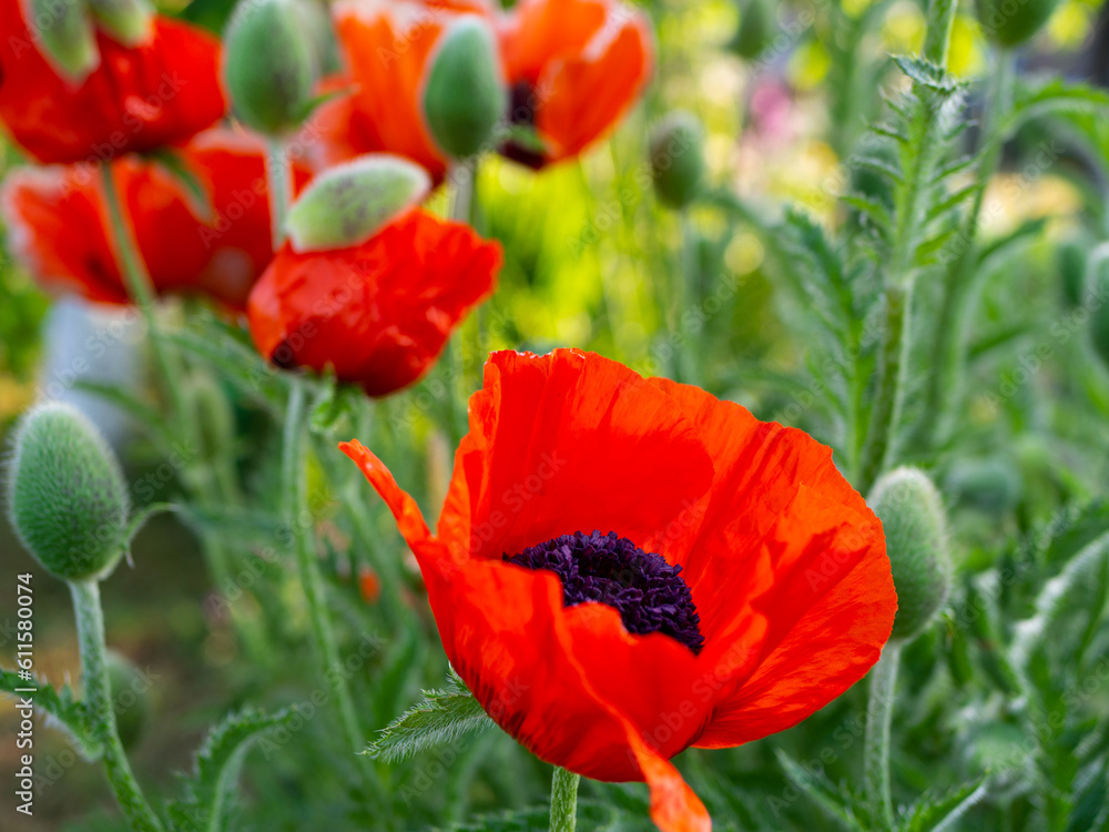 Fototapeta premium kwitnacy mak