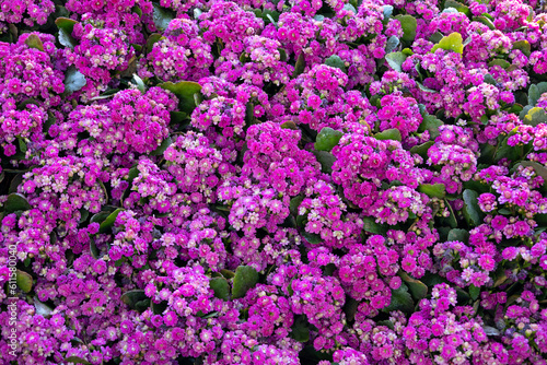 Florist Kalanchoe Kalanchoe blossfeldiana  Flaming Katy plant    coral Purple and pink flowers background pattern