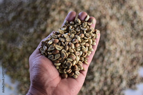unroasted green coffee beans in hand
