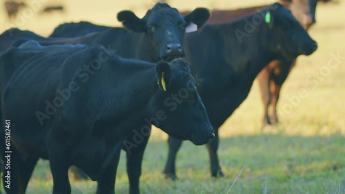 Cows grazing on farm. Black cow grazing in meadow. Animal husbandry. Static view.