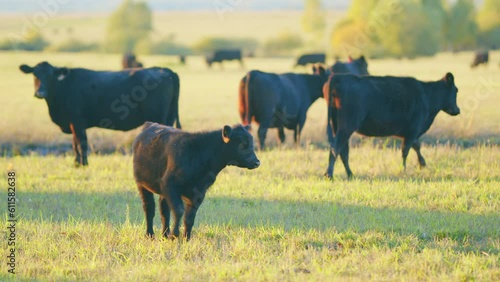 Agricultural industry. Black cow eats grass on a farm field. Cattle in pasture. Static view.