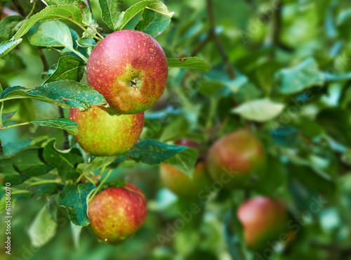 Wallpaper Mural Nature, agriculture and garden with apple on tree for sustainability, ecology and growth. Plants, environment and nutrition with red summer fruits on branch for harvesting, farming and horticulture Torontodigital.ca