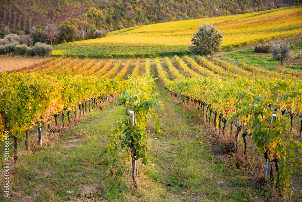 Colorful vineyard in autumn, agriculture and farming
