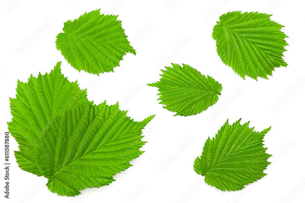 hazelnut leaves isolated on white background. top view. clipping path hazelnut leaves isolated on white background. top view. clipping path